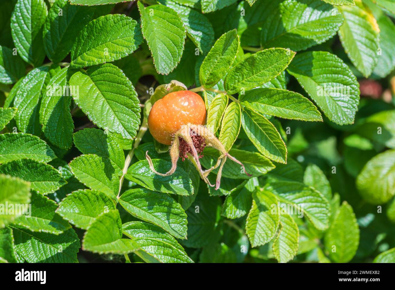 Herbst oder Sommer Natur Hintergrund mit Hagebutten Zweige im Licht der untergehenden Sonne. Die hagebutte oder Hagebutte, auch als Rose haw, ist das Zubehör Obst Stockfoto