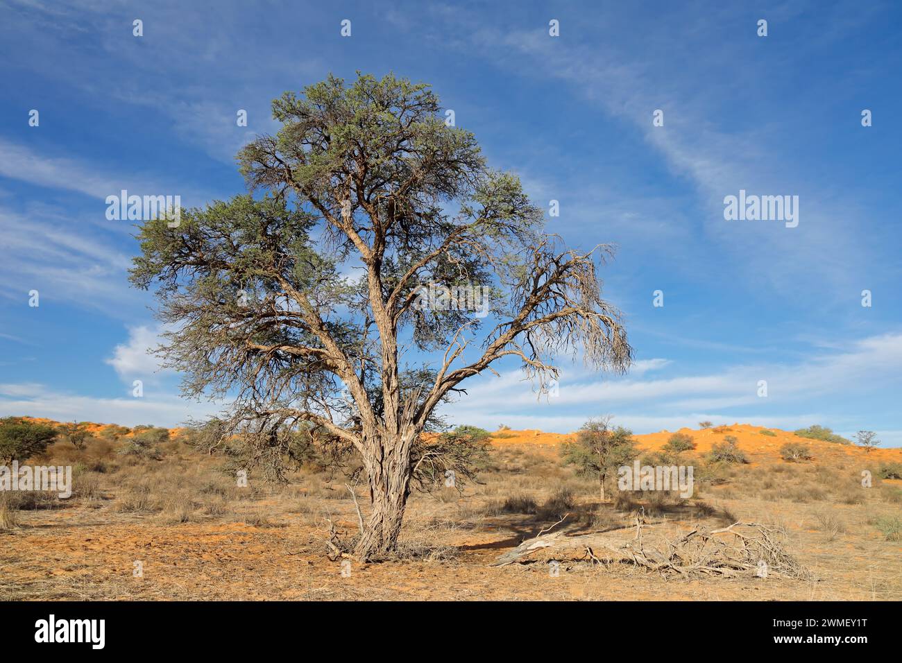 Ein afrikanischer Kameldornbaum (Vachellia erioloba), Kalahari-Wüste, Südafrika Stockfoto