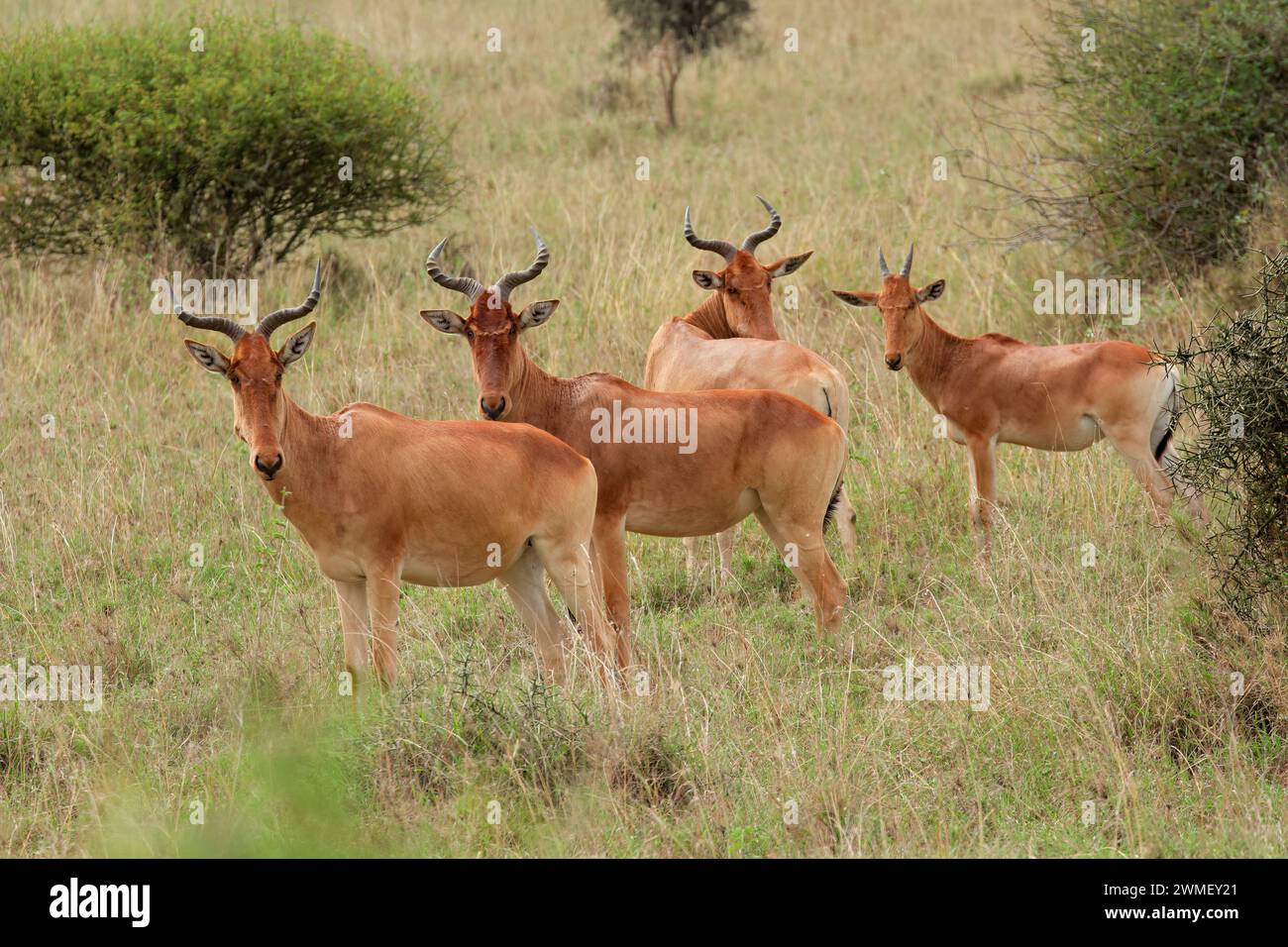 Kokshartebeest (Alcelaphus buselaphus cokii) in natürlicher Umgebung, Nairobi National Park, Kenia Stockfoto