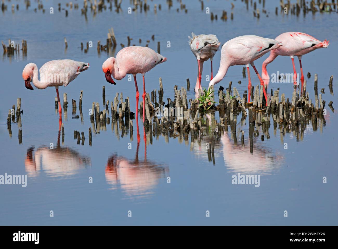 Kleine Flamingos (Phoenicopterus minor) auf der Suche in Flachwasser, Südafrika Stockfoto