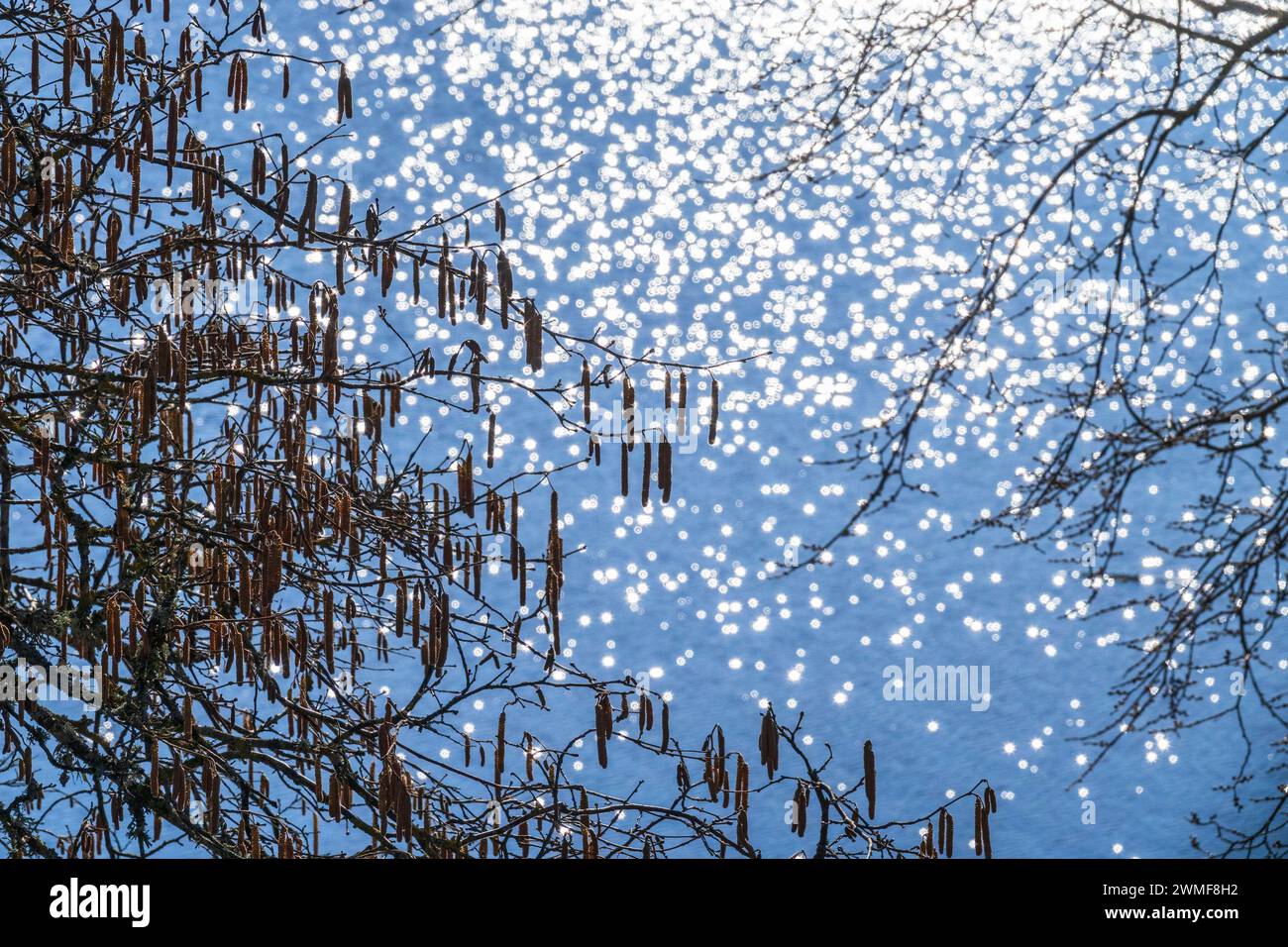 Catkins Hazel an einem See Stockfoto
