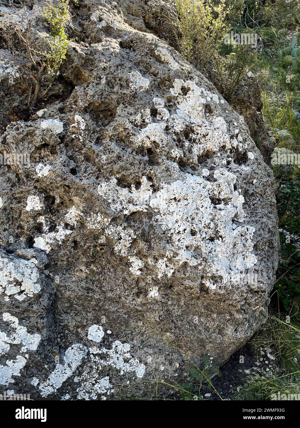 Weiße Flechten auf einem Felsen im Guadalupe Mountains-Nationalpark im Westen von Texas, USA Stockfoto