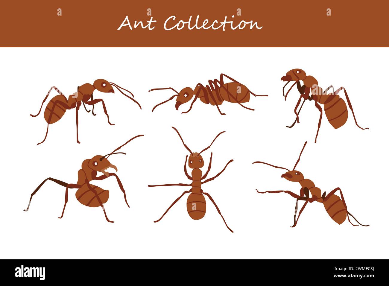 Ameisen Set. ANTS Kollektion. Ameisen-Vektor-Illustration. Stock Vektor