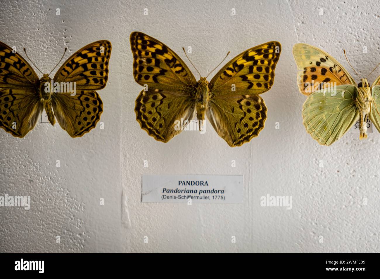 Pandoriana pandora, Entomologiesaal, Museo Comarcal de Molina de Aragón, Guadalajara, Spanien Stockfoto