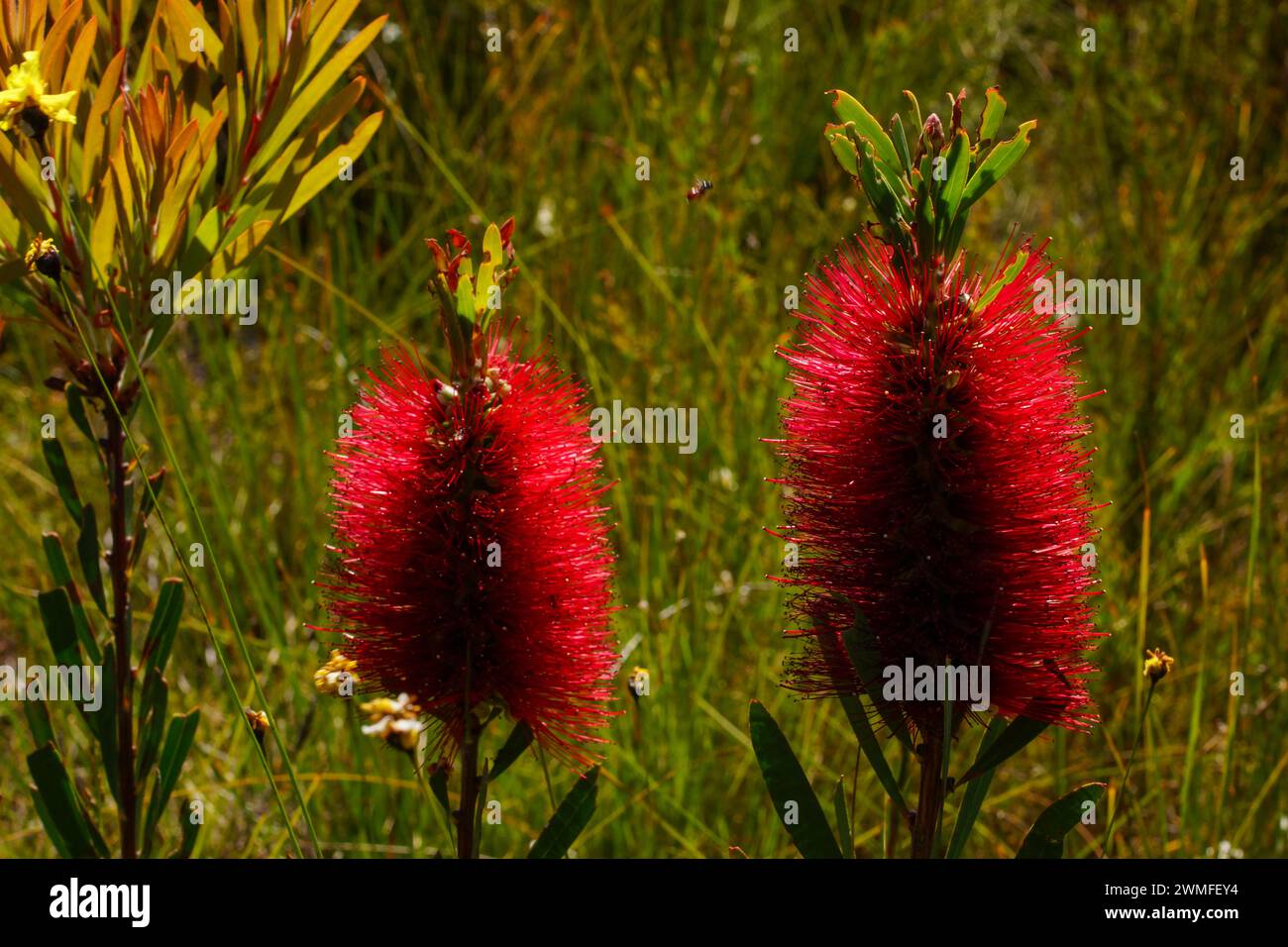 Hellrote Blüten der Albany Flaschenbürste (Melaleuca glauca), in natürlicher Umgebung im Südwesten Australiens Stockfoto