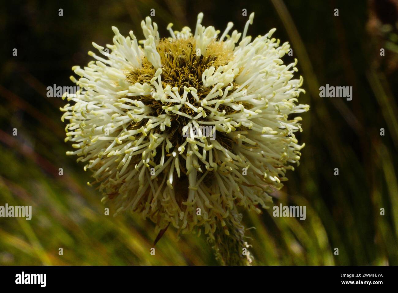 Blühender Trommelstock oder Ananasstrauch (Dasipogon bromeliifolius), Südwest-Australien Stockfoto