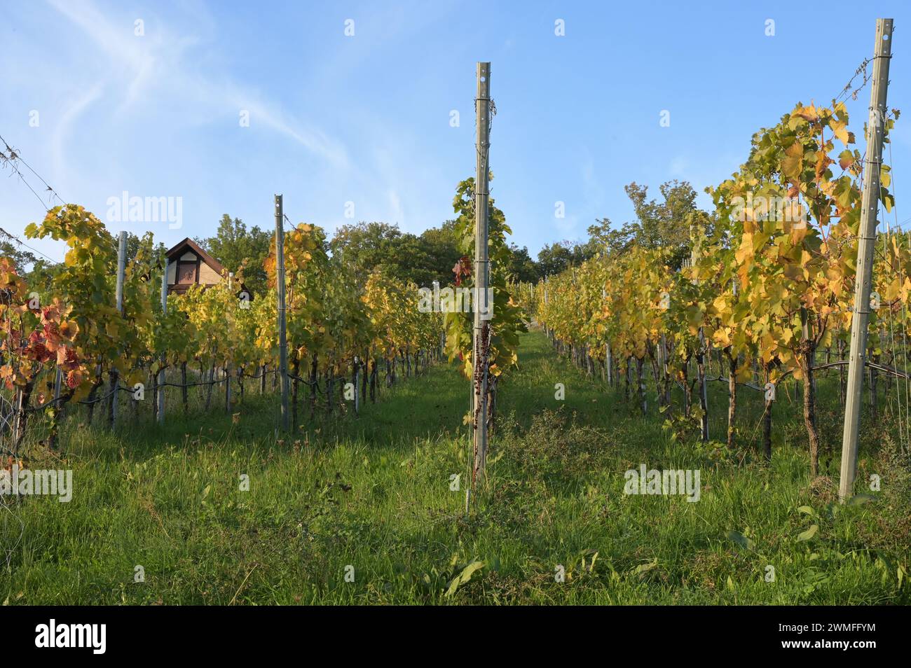 Weinberg im Herbst nach der Traubenernte: Rebreihen mit bunten Blättern erstrecken sich den Hügel hinauf. Weinberghütten sind hinter dem kaum zu erkennen Stockfoto