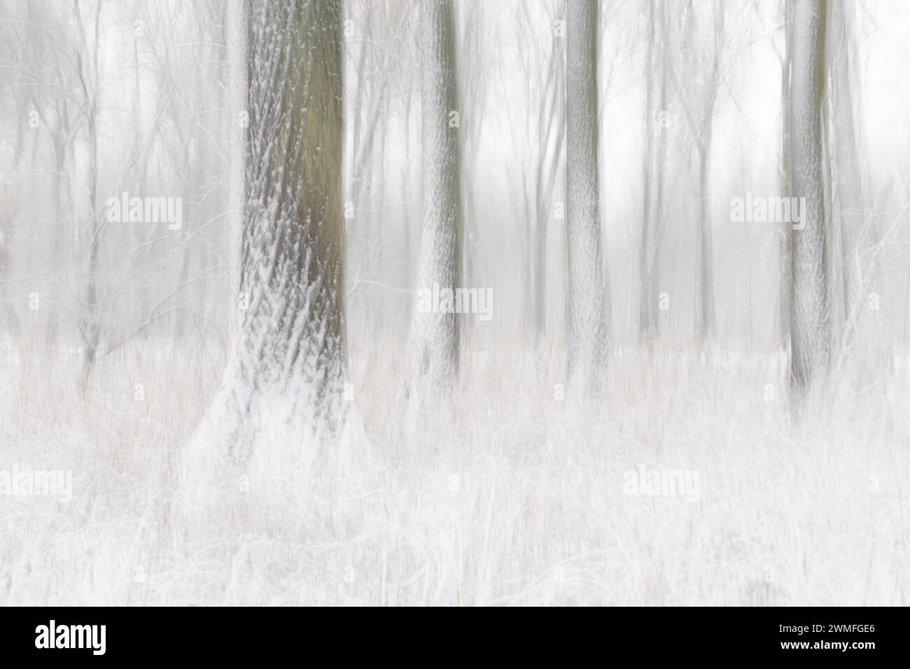Eine künstlerische Zeichnung aus dem winterlichen Wald mit schneebedeckten Bäumen als lange Exposition Stockfoto