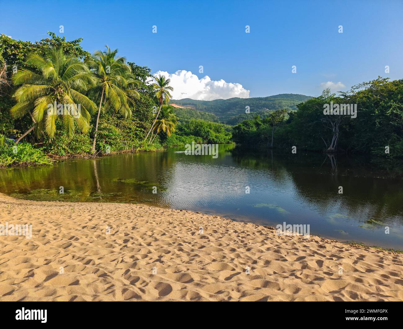 Blick auf einen Flussarm, eine tropische Mangrovenlandschaft und die natürliche Umgebung von Grande Anse Beach, Basse Terre, Guadeloupe und den Französischen Antillen Stockfoto