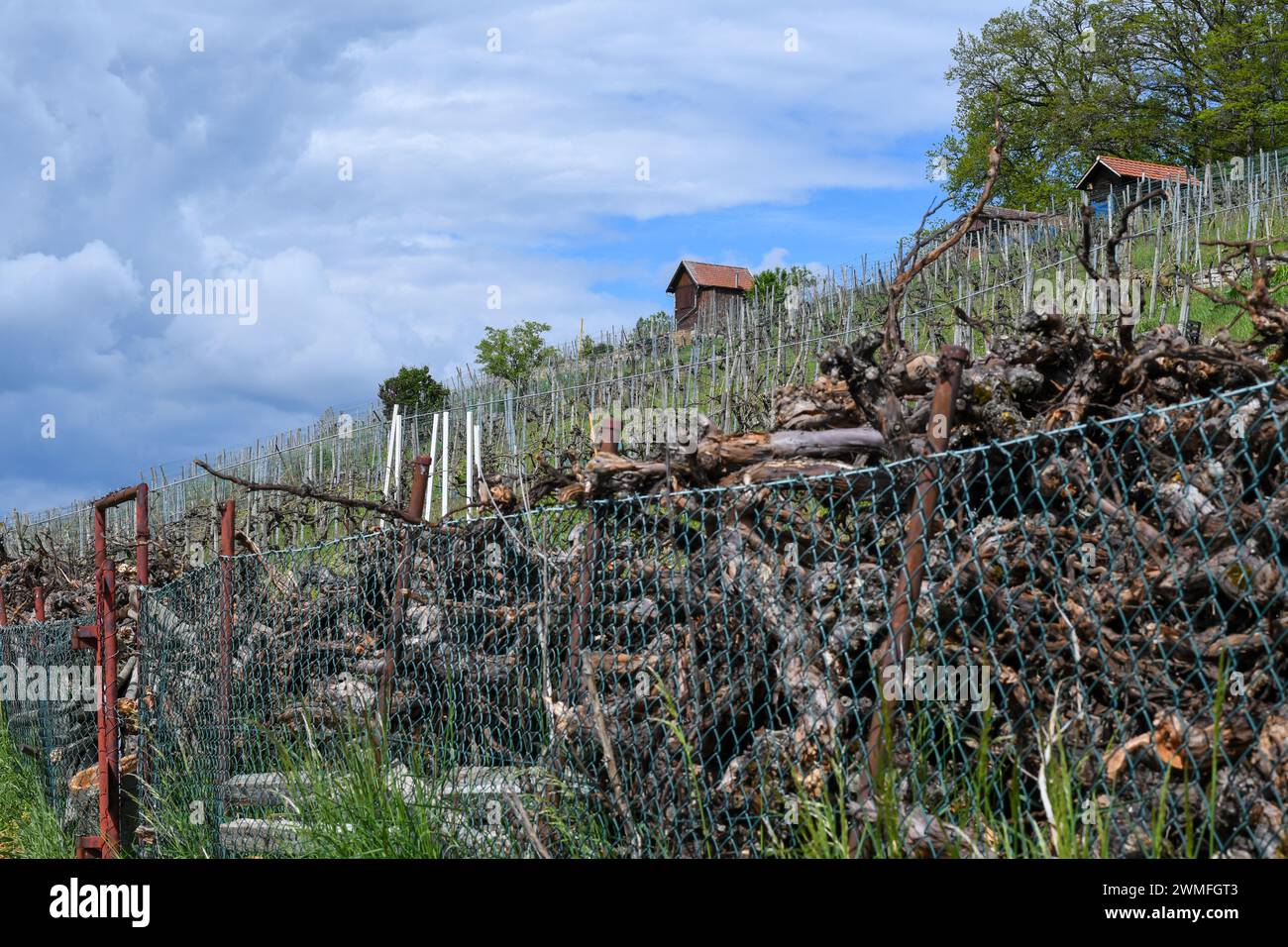 Weinberg am Hang im Frühjahr. Ein Stapel alter Rebstöcke, der Weinberg im Hintergrund. Lange Schuss mit Regenwolken am Himmel. Stockfoto