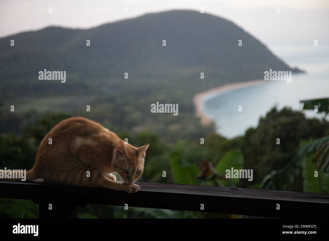 Eine rote Katze auf einer Terrasse im Vordergrund, im Hintergrund der Strand Grande Anse auf Basse Terre, Guadeloupe, die französischen Antillen und die Karibik Stockfoto