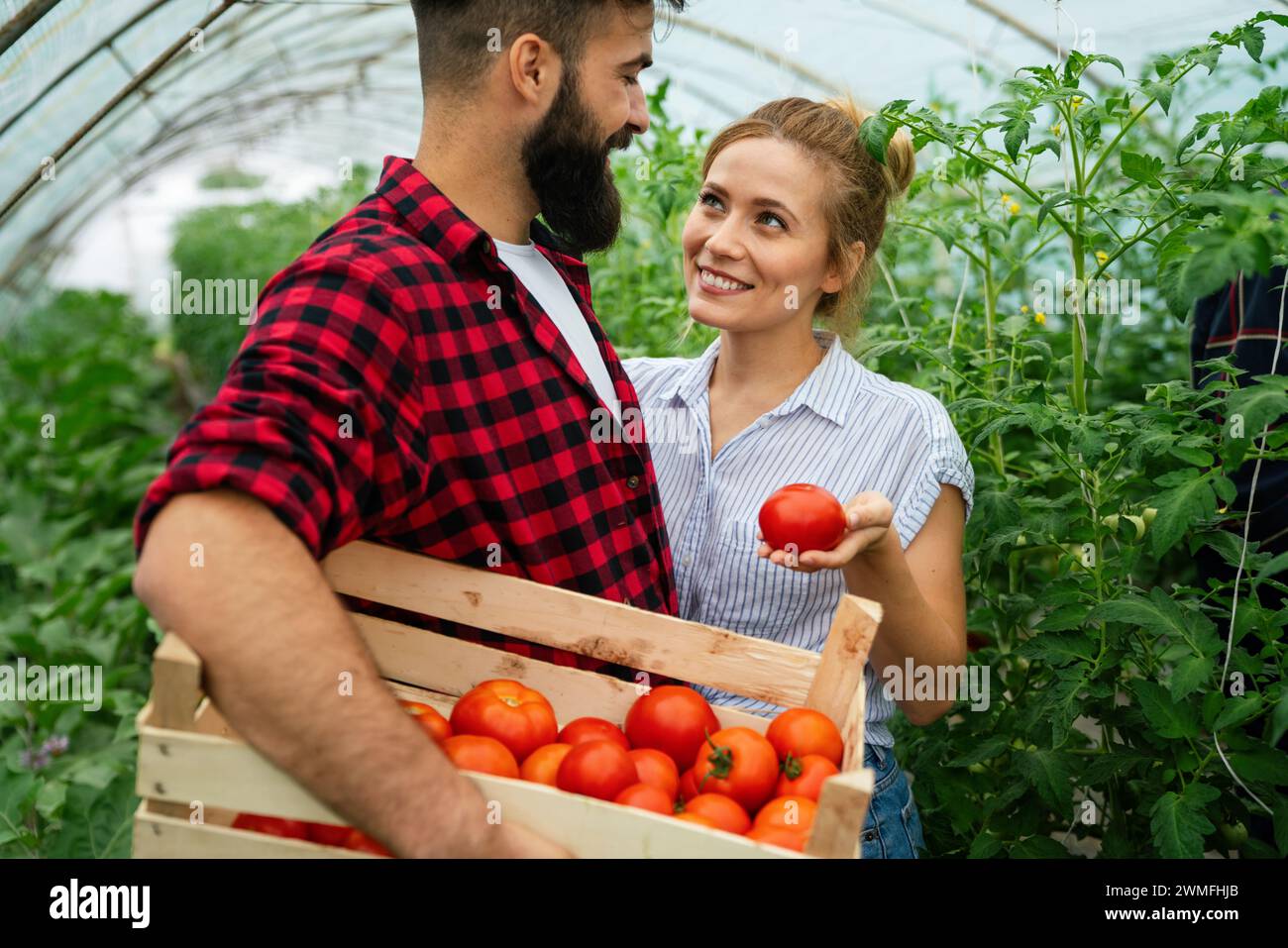 Erfolgreiche Bauernfamilie, Paar, das sich mit dem Anbau von Bio-Gemüse in Gewächshäusern beschäftigt, Tomaten Stockfoto