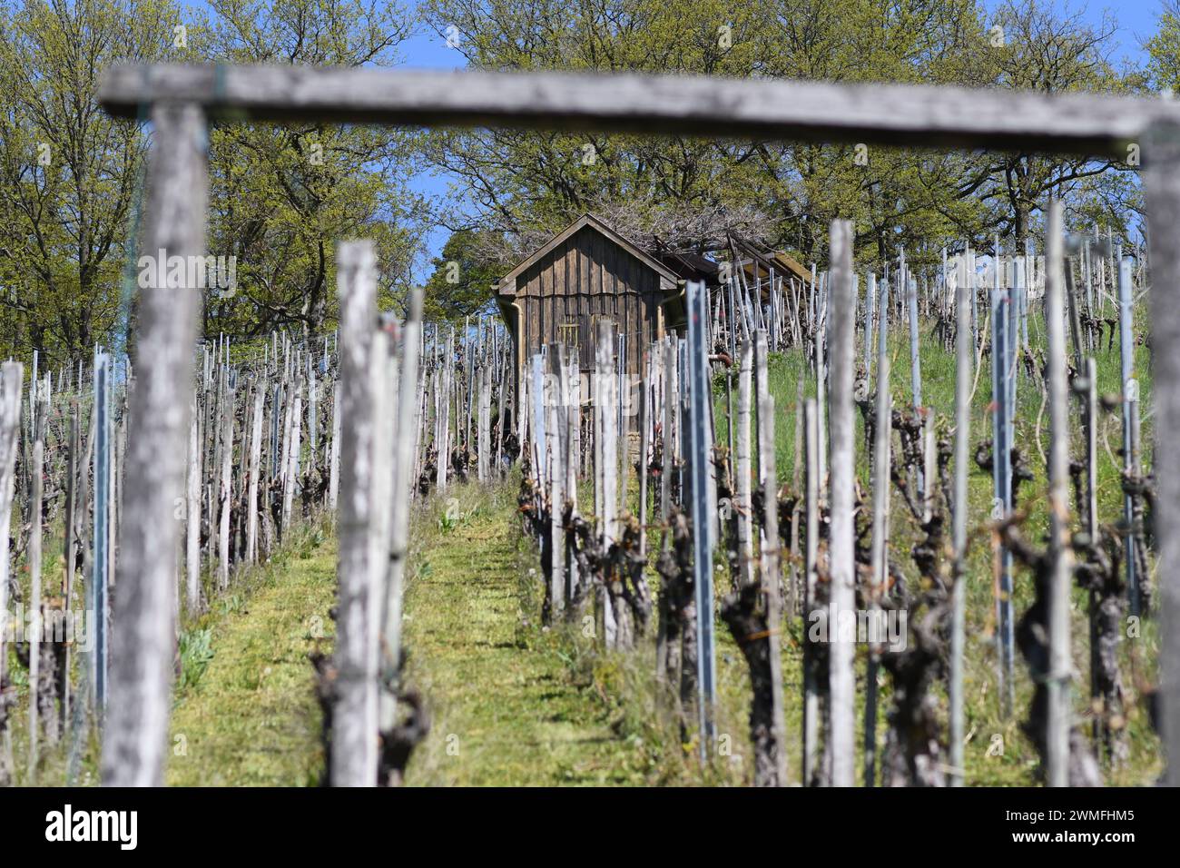 Weinberg an einem Hang im Frühjahr – Blick durch das Eingangstor auf Weinreihen und eine alte Weinberghütte. Stockfoto