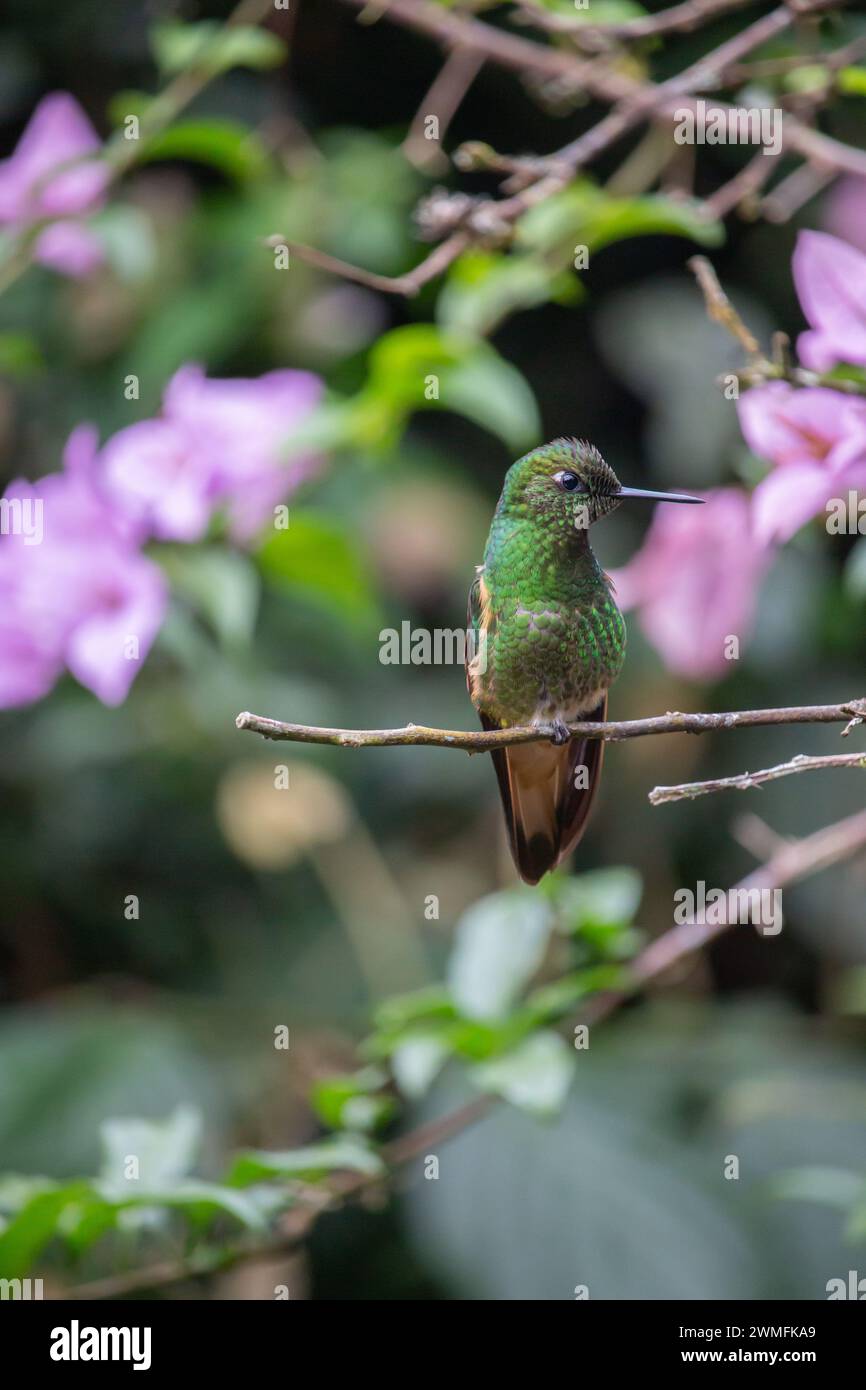 Eine vertikale Nahaufnahme eines Kolibri, der auf einem Ast thront Stockfoto