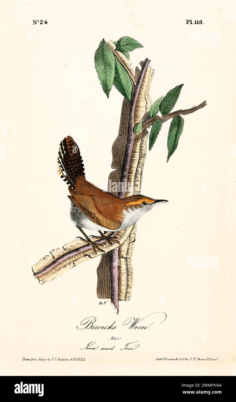 Bewick's Wren männlich auf strukturiertem Eisenholzbaum, fein detailliert in einem einfachen, aber eleganten vertikalen Layout. Von J.J. Audubon 1840 Stockfoto