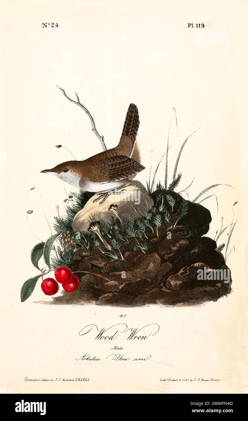 Holzzorn auf moosigem Felsen mit roten Beeren und karger Vegetation. Eine naturalistische Szene. Von J.J. Audubon: Birds of America, 1840 Stockfoto