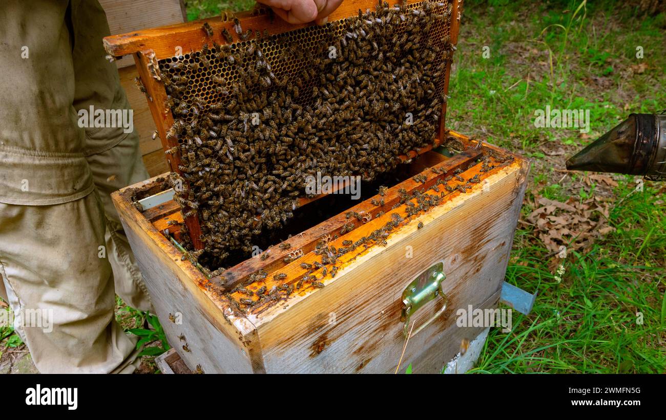 Foto: Imkerei- oder Bienenzuchtkonzept. Bienenwabe vom Imker aus dem Bienenstock entfernt. Stockfoto