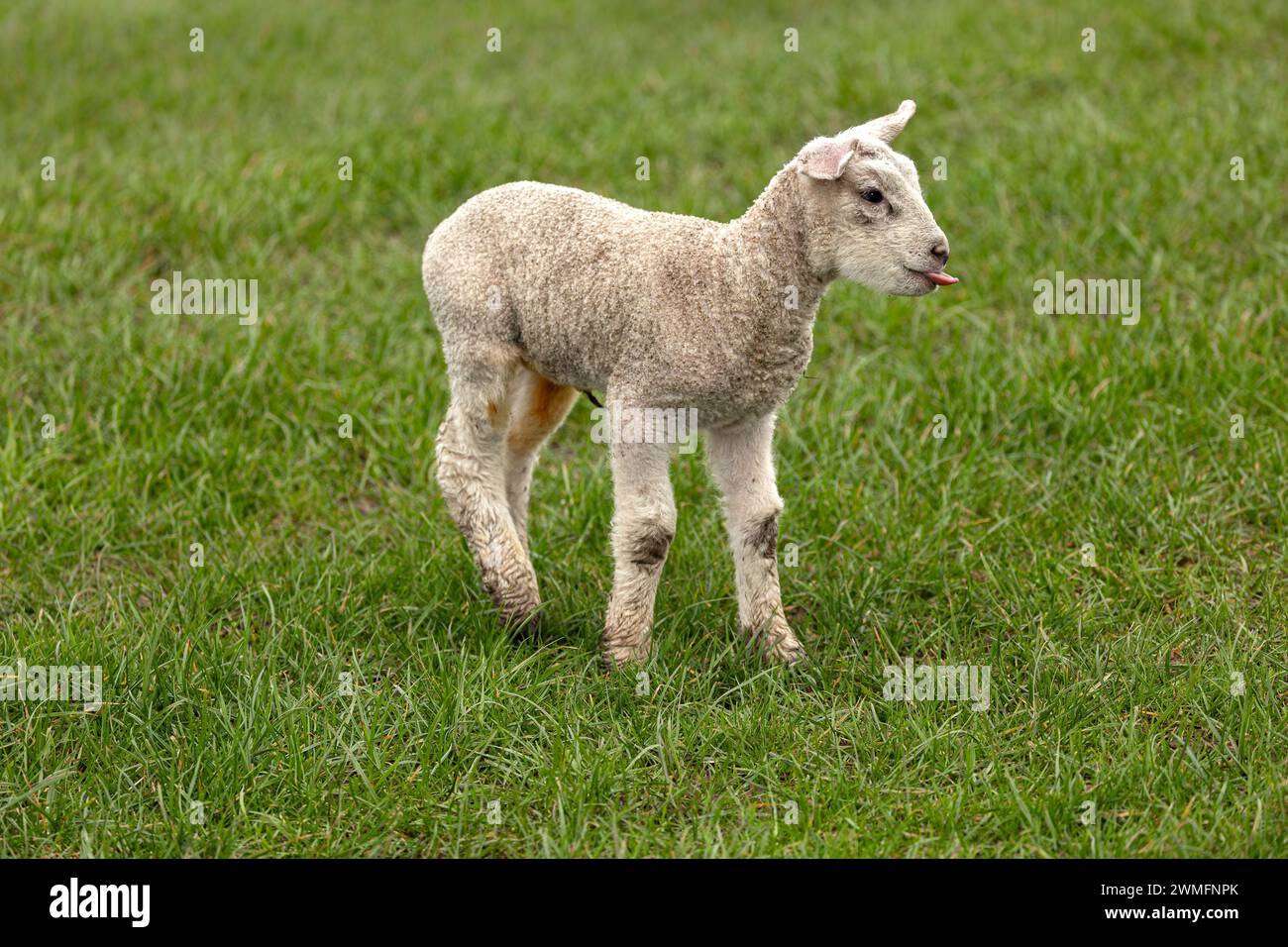 Nahaufnahme eines frechen neugeborenen Lammes, das Ende Februar geboren wurde, direkt auf der grünen Wiese zugewandt und ihre Zunge herausstochen hat. Yorkshire Dales, Großbritannien. Horizontal. C Stockfoto
