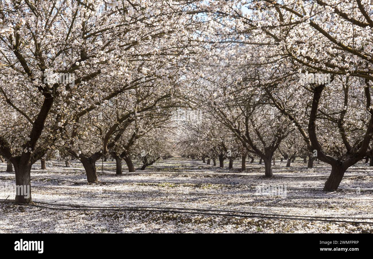 Manmond Blossom in Modesto, Stanislaus County, Kalifornien. Stockfoto