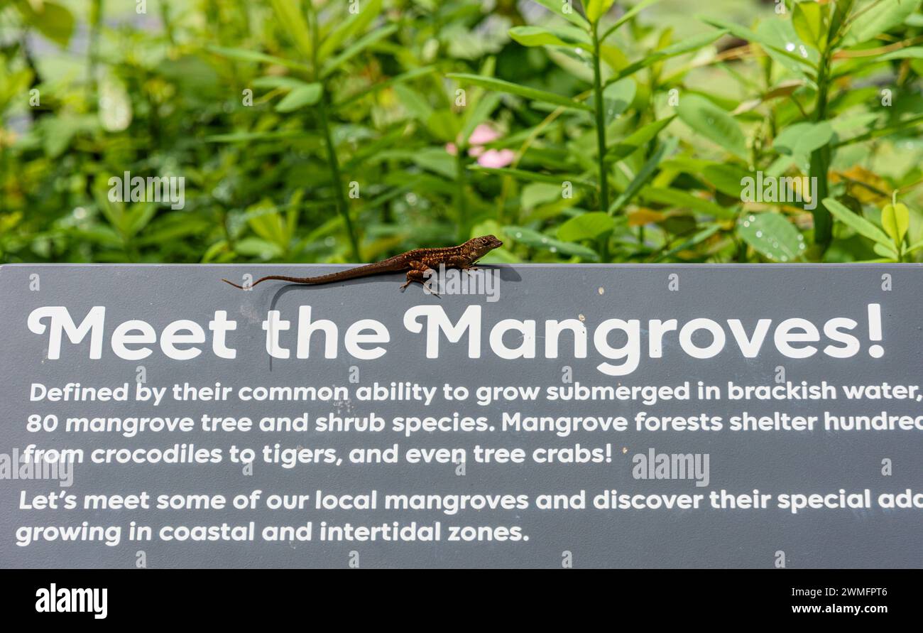 Eine invasive Spezies Brown Anole auf einem Schild in Gardens bei den Kingfisher Wetlands der Bay Stockfoto