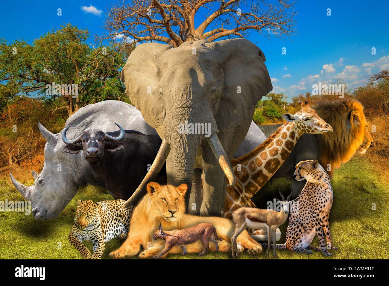 Big Five und wilde afrikanische Tiere Collage im Baobab Tree im Musina Nature Reserve, einer der größten Sammlungen von Baobabs in Südafrika. Safari Stockfoto