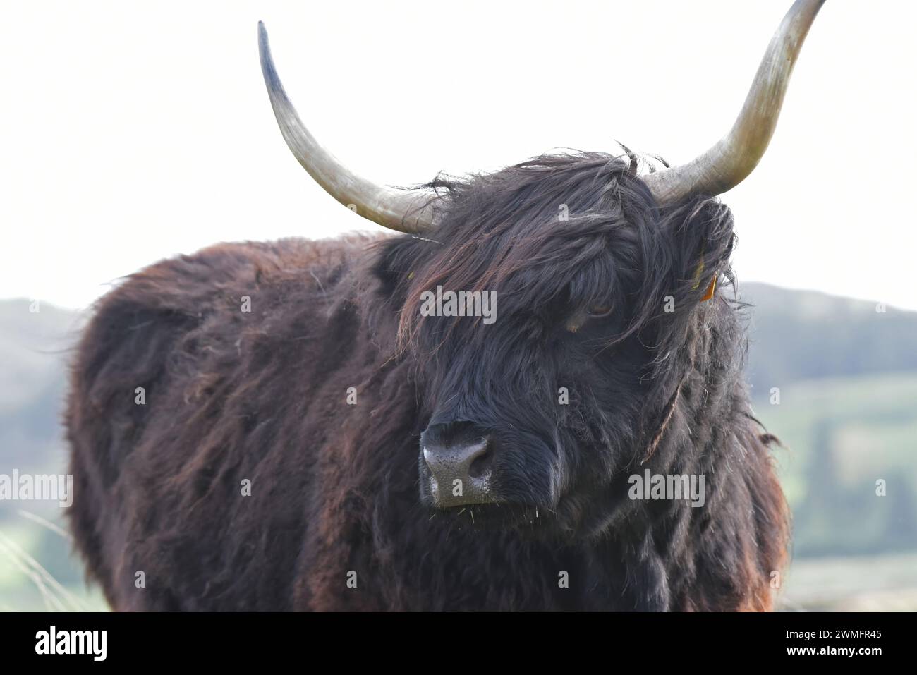 Highland-Rinder haben lange Hörner und ein langes zotteliges Fell Stockfoto