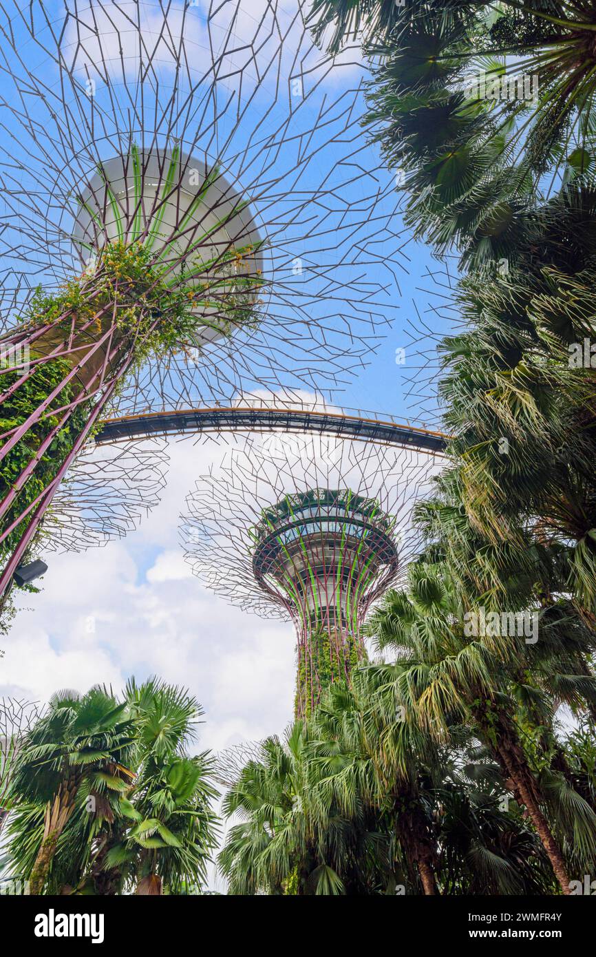 Der erhöhte Fußweg durch den Supertree Grove at Gardens by the Bay, Singapur Stockfoto