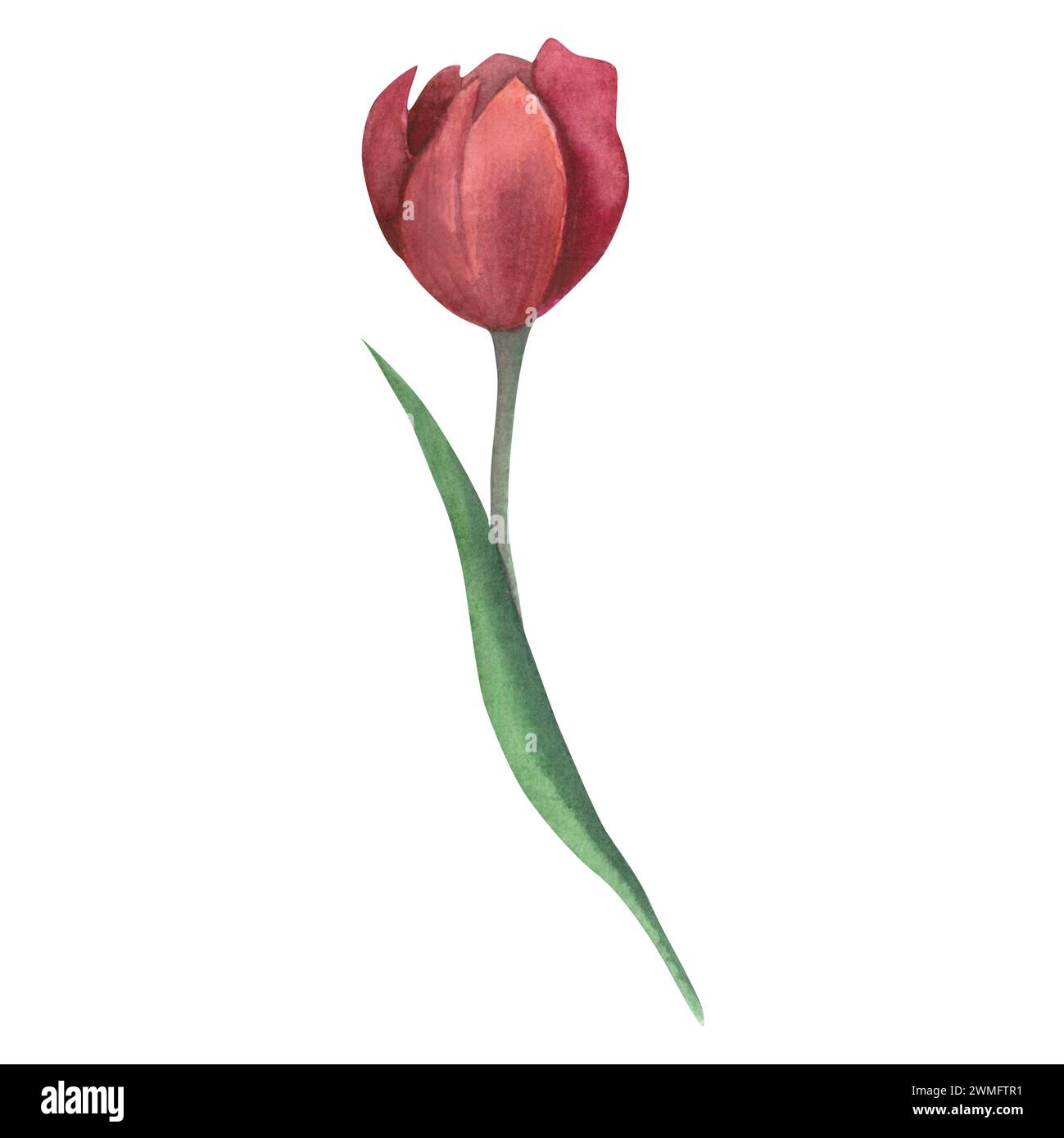 Aquarellillustration einer roten Tulpe von der Seite mit grünem Stamm und Blatt isoliert auf weißem Hintergrund. Hand gezeichnet Stockfoto