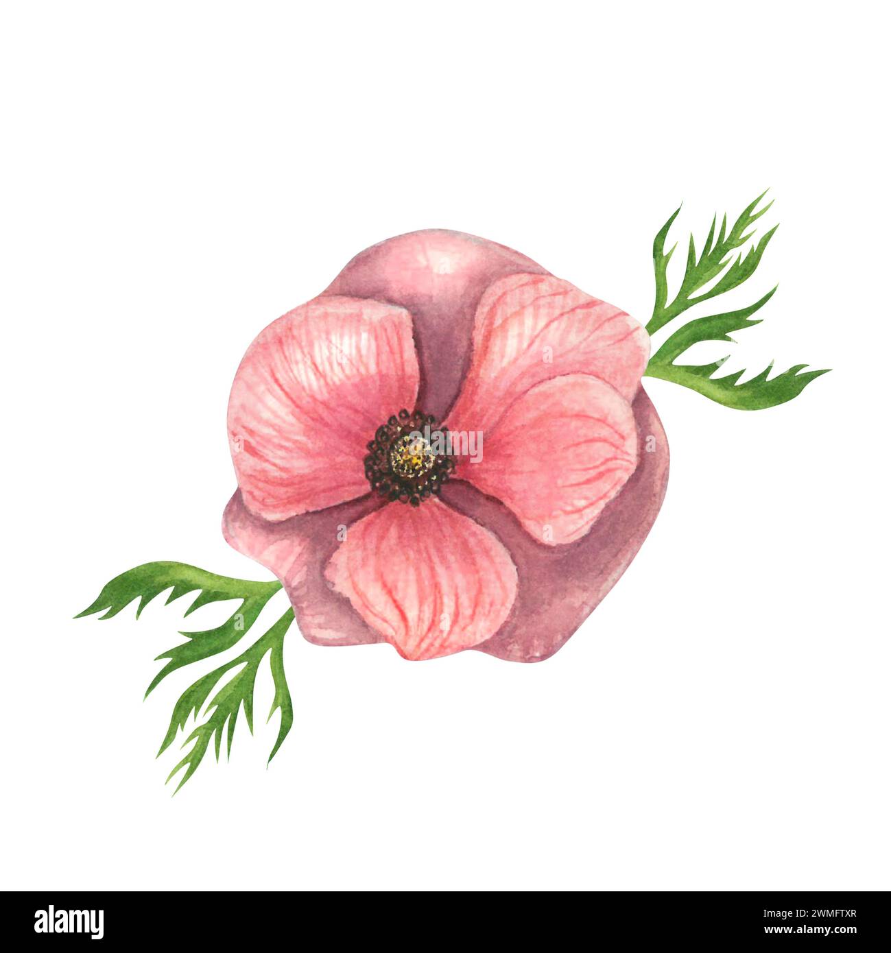 Aquarellabbildung einer rosa Anemone mit Blättern, Draufsicht isoliert auf weißem Hintergrund. Handgezeichnet Stockfoto