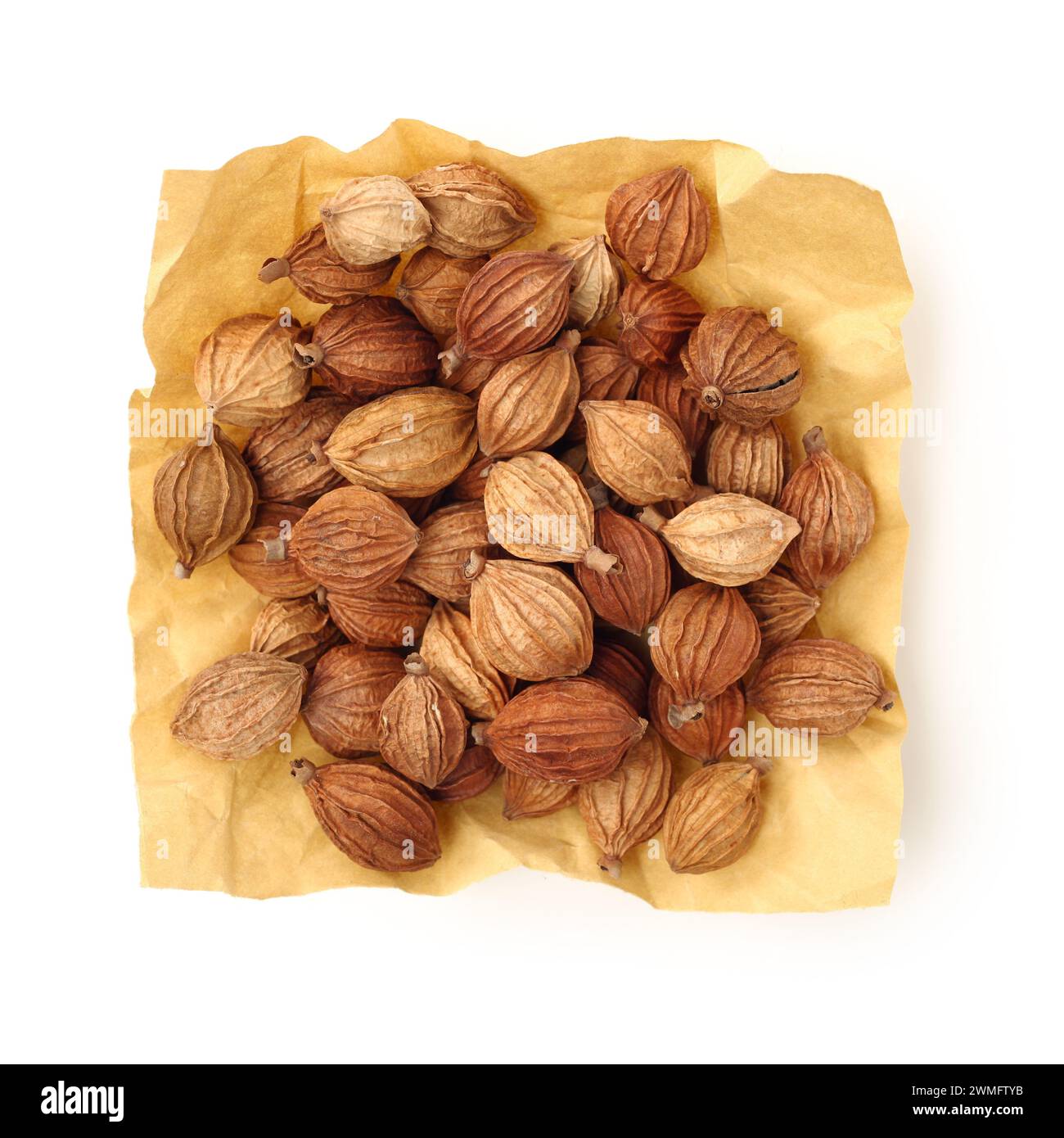 Getrocknete Kräuter, Lateinischer Name: Amomum villosum Lour. Chinesische Name: Xiang Sha Ren und bekannt als Cocklebur - wie Amomum Obst, Fructus Amomi, Villous Amomum Fru Stockfoto