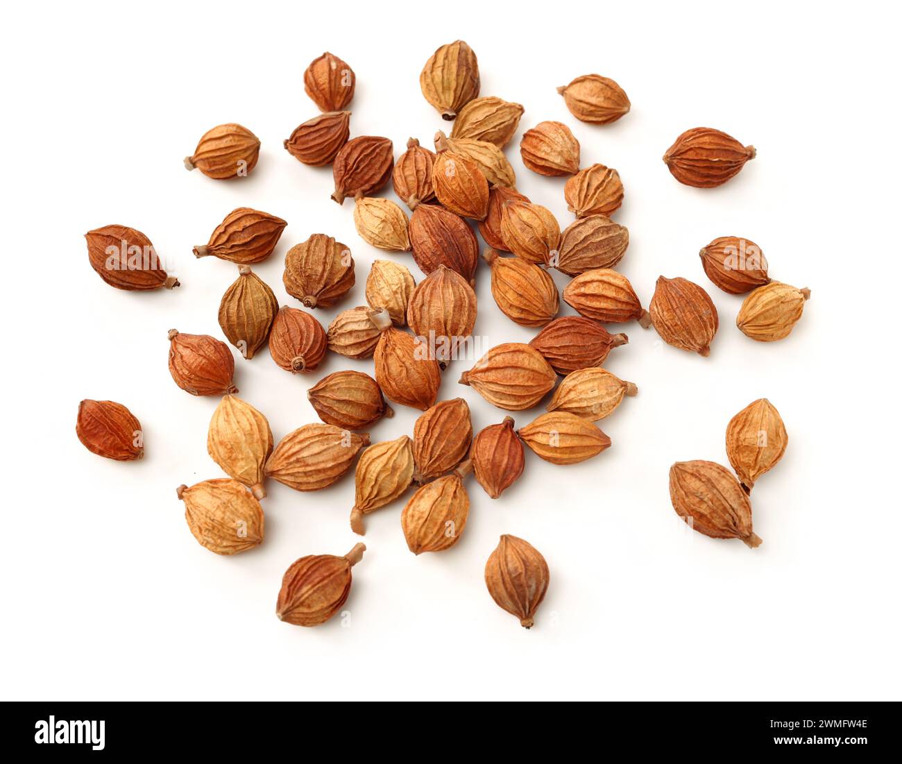 Getrocknete Kräuter, Lateinischer Name: Amomum villosum Lour. Chinesische Name: Xiang Sha Ren und bekannt als Cocklebur - wie Amomum Obst, Fructus Amomi, Villous Amomum Fru Stockfoto