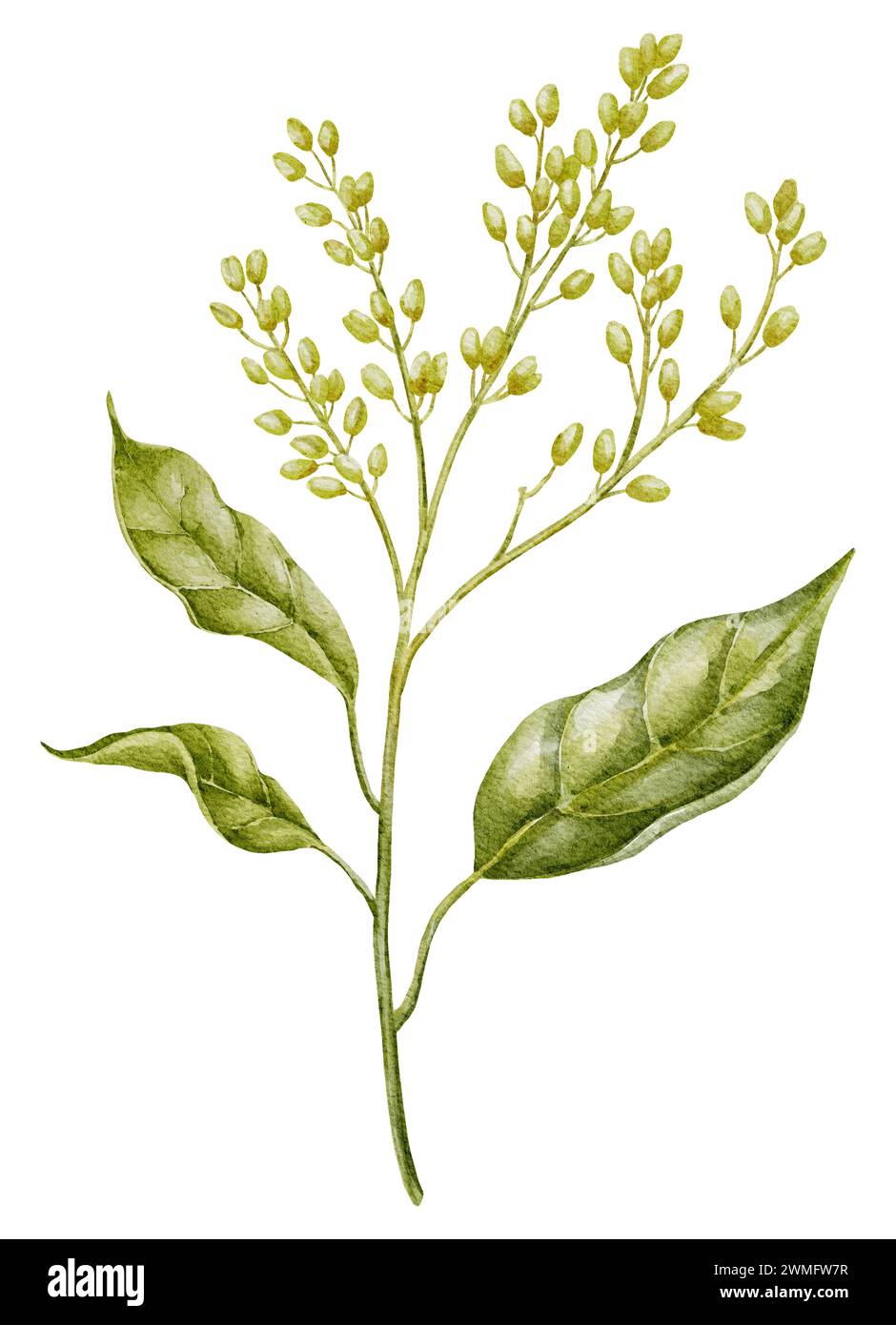 Avocado blühende Pflanze Aquarellillustration. Handgezeichnete Clipart auf isoliertem Hintergrund. Botanische Malerei von Fruchtwachstumsstadien. Zeichnung von Zweigen mit Blättern und Knospen. Skizze der tropischen Natur. Stockfoto