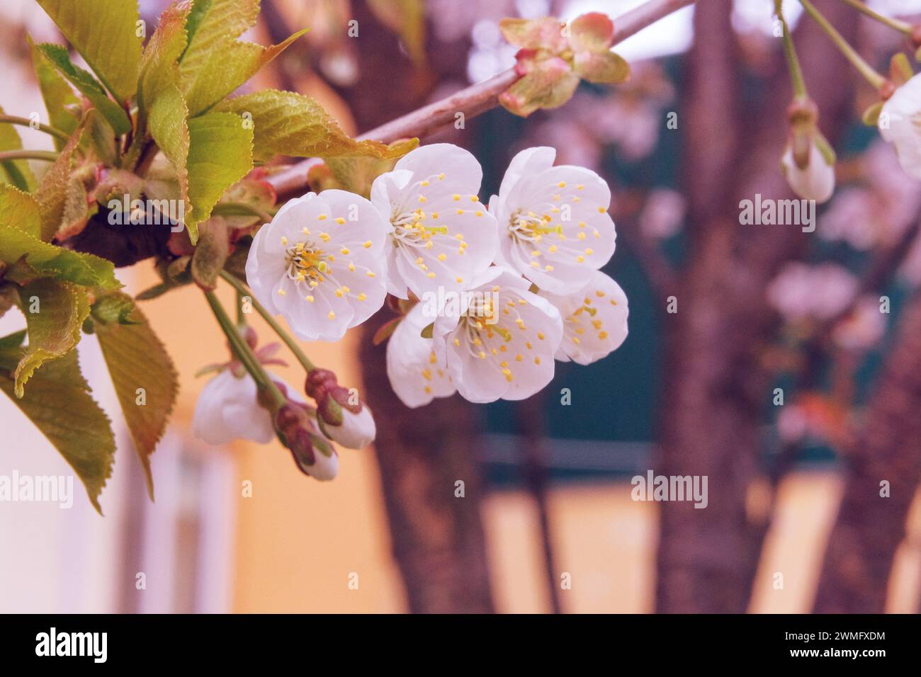 Frühlingsblumen wachsen. Aprikose blüht im Park. Landschaftsgestaltung und Dekoration im Frühling in der Stadt. Sonnig. Stockfoto