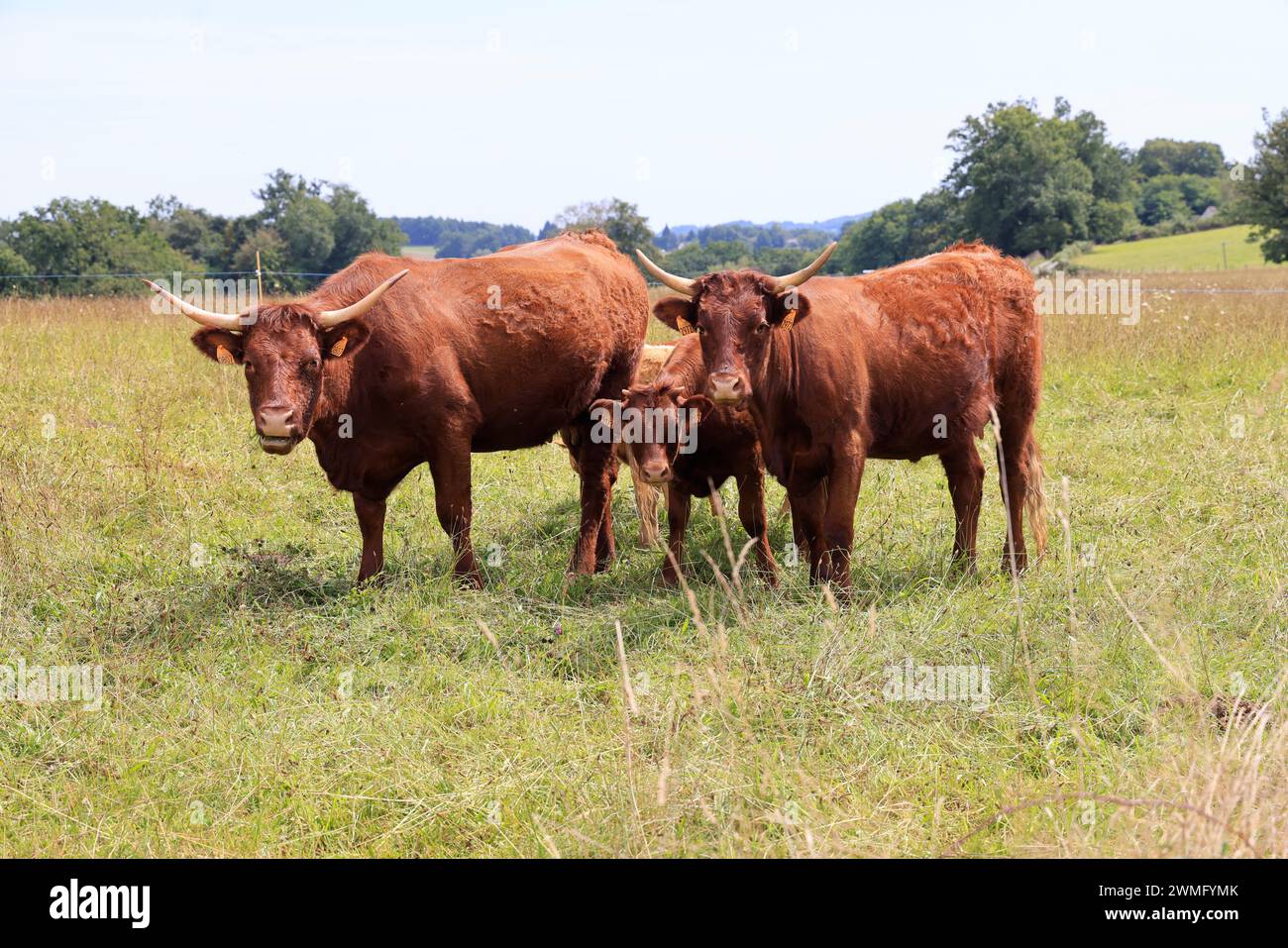 Die französischen Salers züchten Milch- und Fleischkühe, die sich durch ihr mahagonifarbenes Fell im Sommer und Hitzewellen auszeichnen. Landwirtschaft, Rinderzucht und Huma Stockfoto