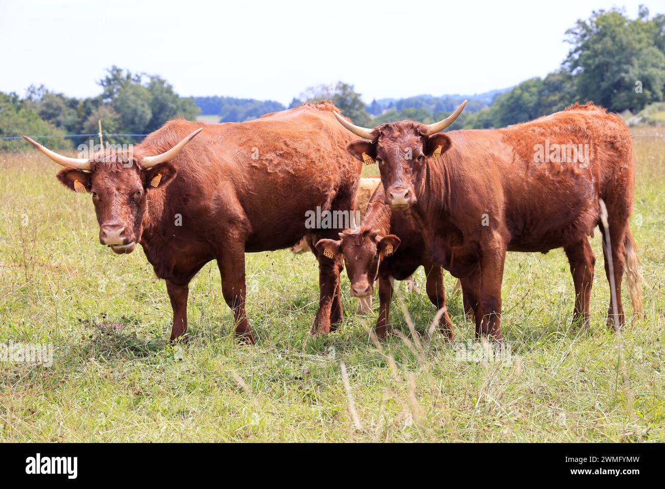 Milch und rinderzucht -Fotos und -Bildmaterial in hoher Auflösung – Alamy