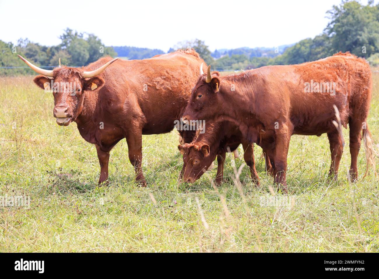 Die französischen Salers züchten Milch- und Fleischkühe, die sich durch ihr mahagonifarbenes Fell im Sommer und Hitzewellen auszeichnen. Landwirtschaft, Rinderzucht und Huma Stockfoto
