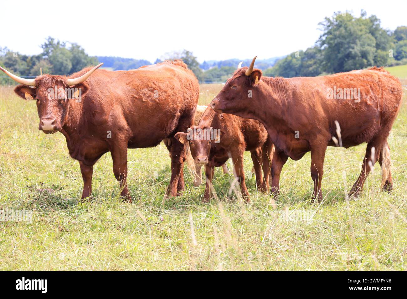 Die französischen Salers züchten Milch- und Fleischkühe, die sich durch ihr mahagonifarbenes Fell im Sommer und Hitzewellen auszeichnen. Landwirtschaft, Rinderzucht und Huma Stockfoto
