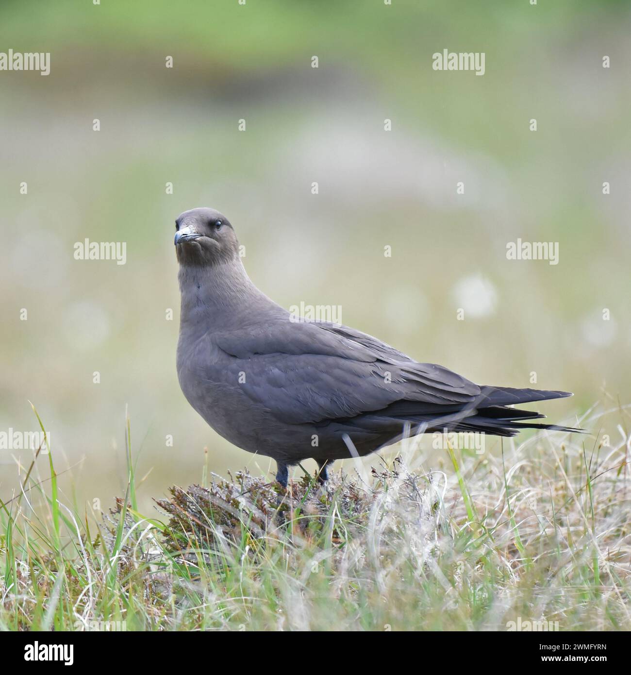 Der parasitäre jaeger (Nordamerika) ist derselbe Vogel, den die Europäer arktische Skua nennen Stockfoto