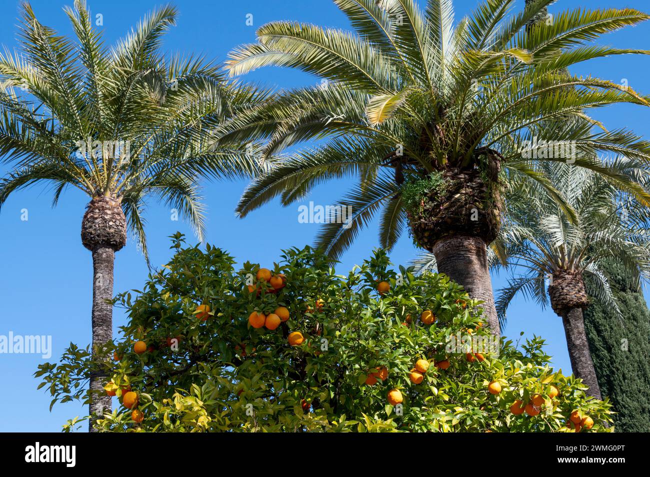 Kleine Bitterorangen oder Sevillanische Orangen mit entkernter Haut werden in den Straßen um Cordoba angebaut und erzeugen in Anda ein angenehmes Orangenaroma Stockfoto