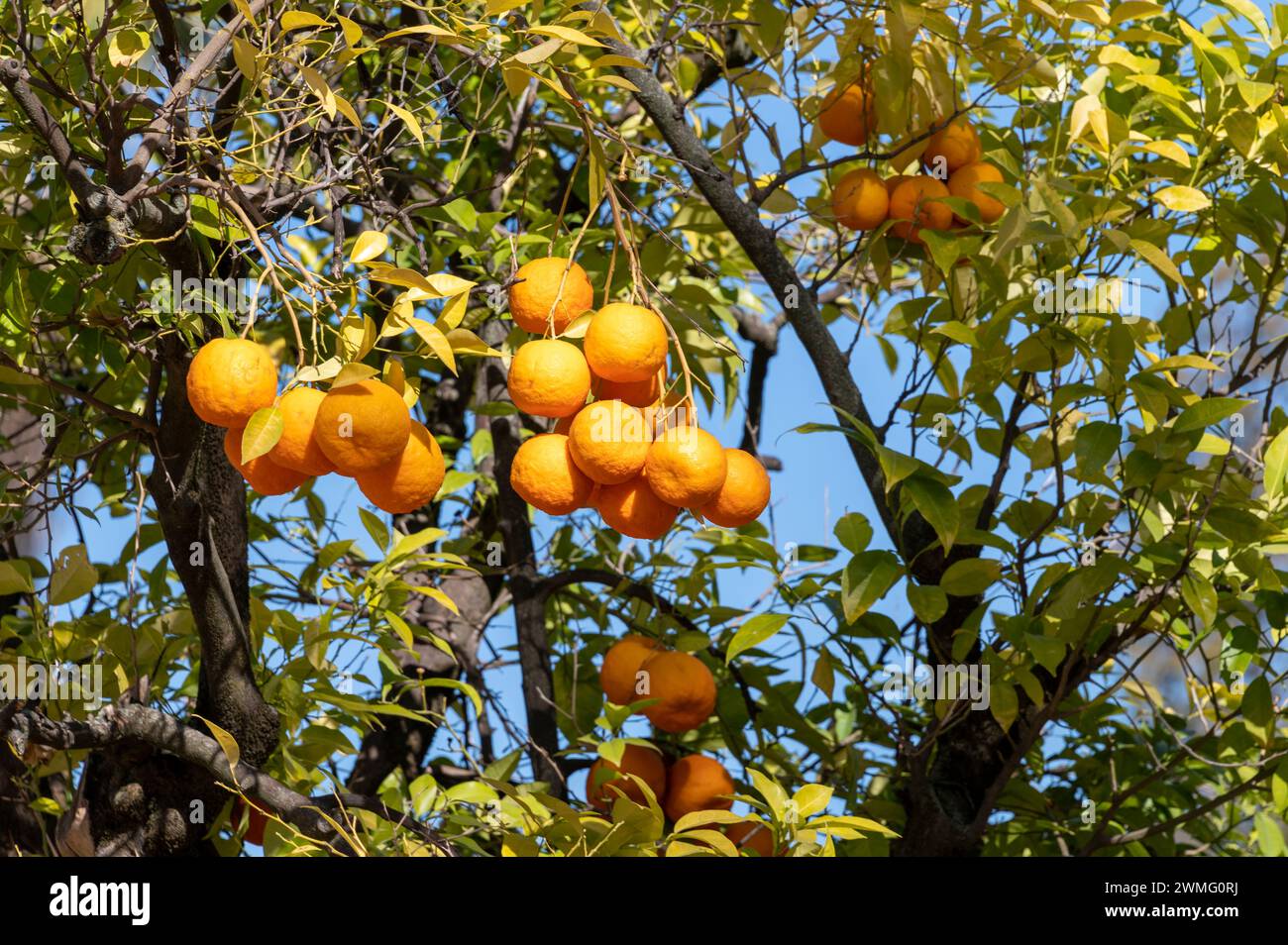 Kleine Bitterorangen oder Sevillanische Orangen mit entkernter Haut werden in den Straßen um Cordoba angebaut und erzeugen in Anda ein angenehmes Orangenaroma Stockfoto