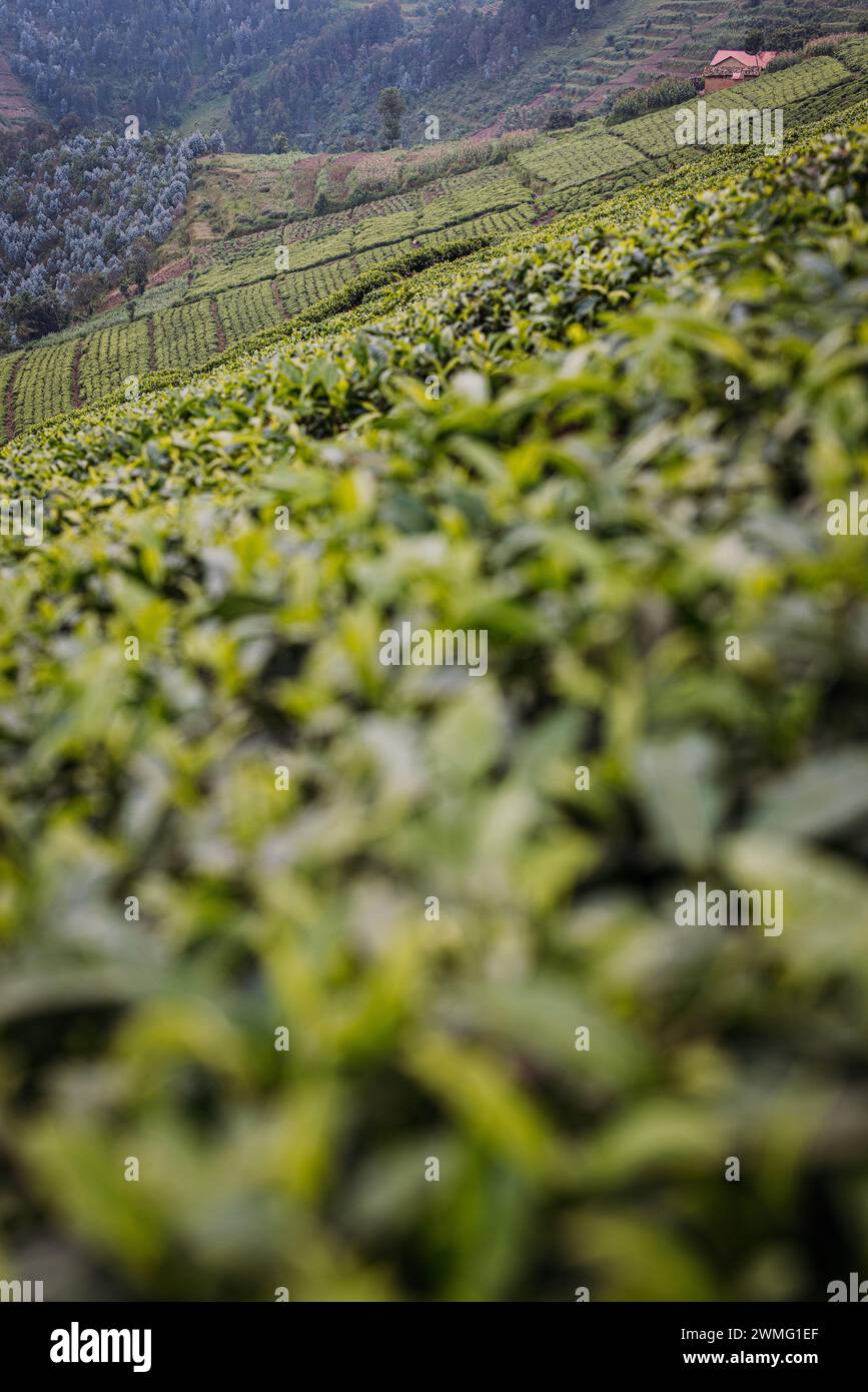 Ausgeschnittene Hügel voller Teeblätter auf einer Plantage in Ruanda Stockfoto