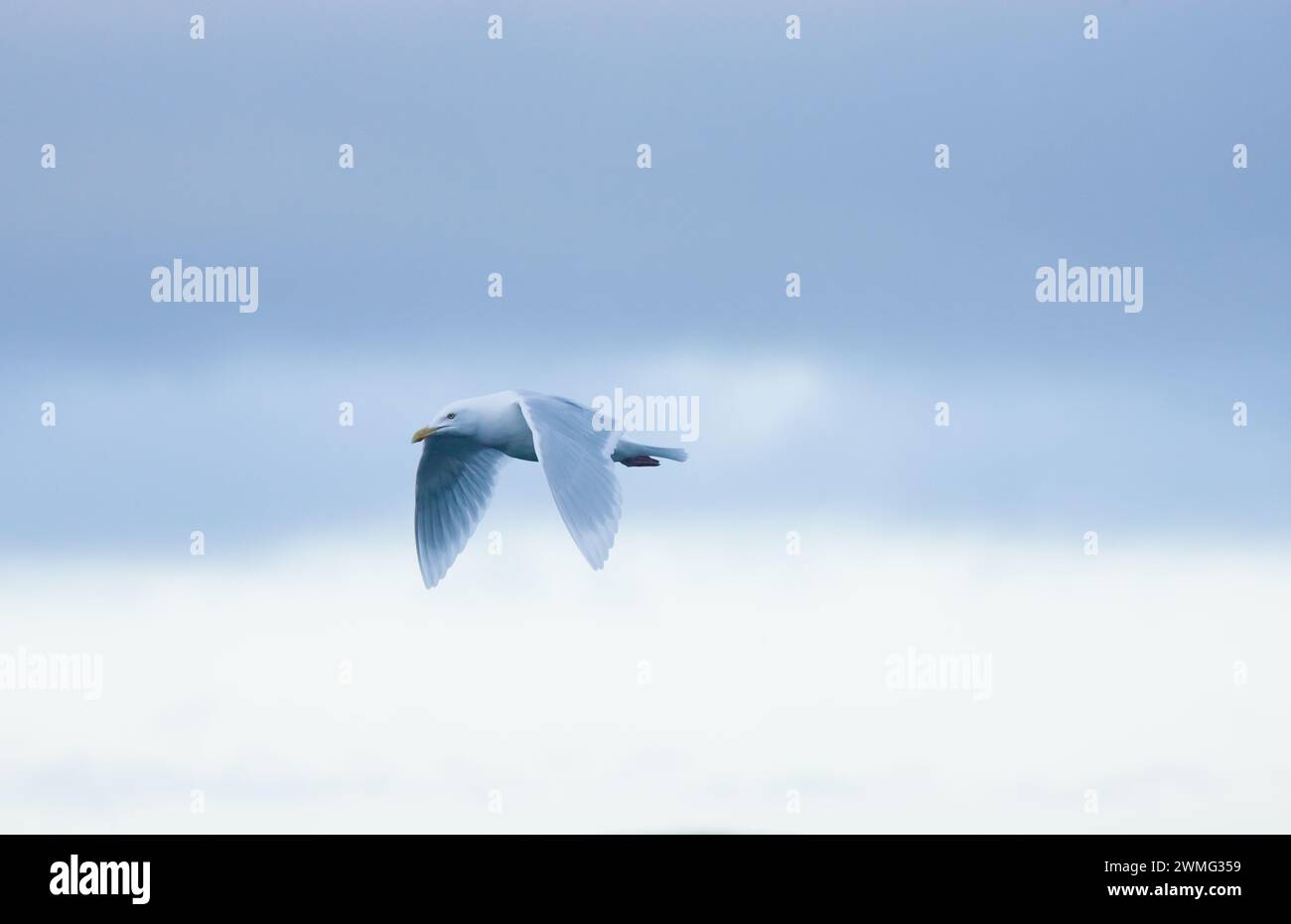 Ein Vogel fliegt in den Himmel Stockfoto