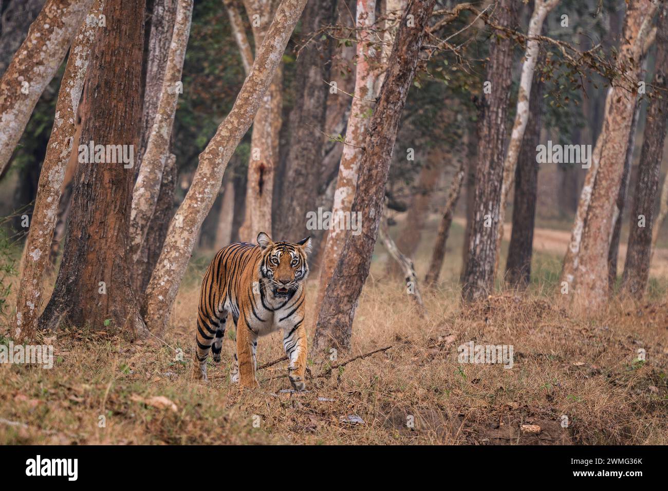 Bengalischer Tiger - Panthera Tigris tigris, schöne farbige große Katze aus südasiatischen Wäldern und Wäldern, Nagarahole Tiger Reserve, Indien. Stockfoto