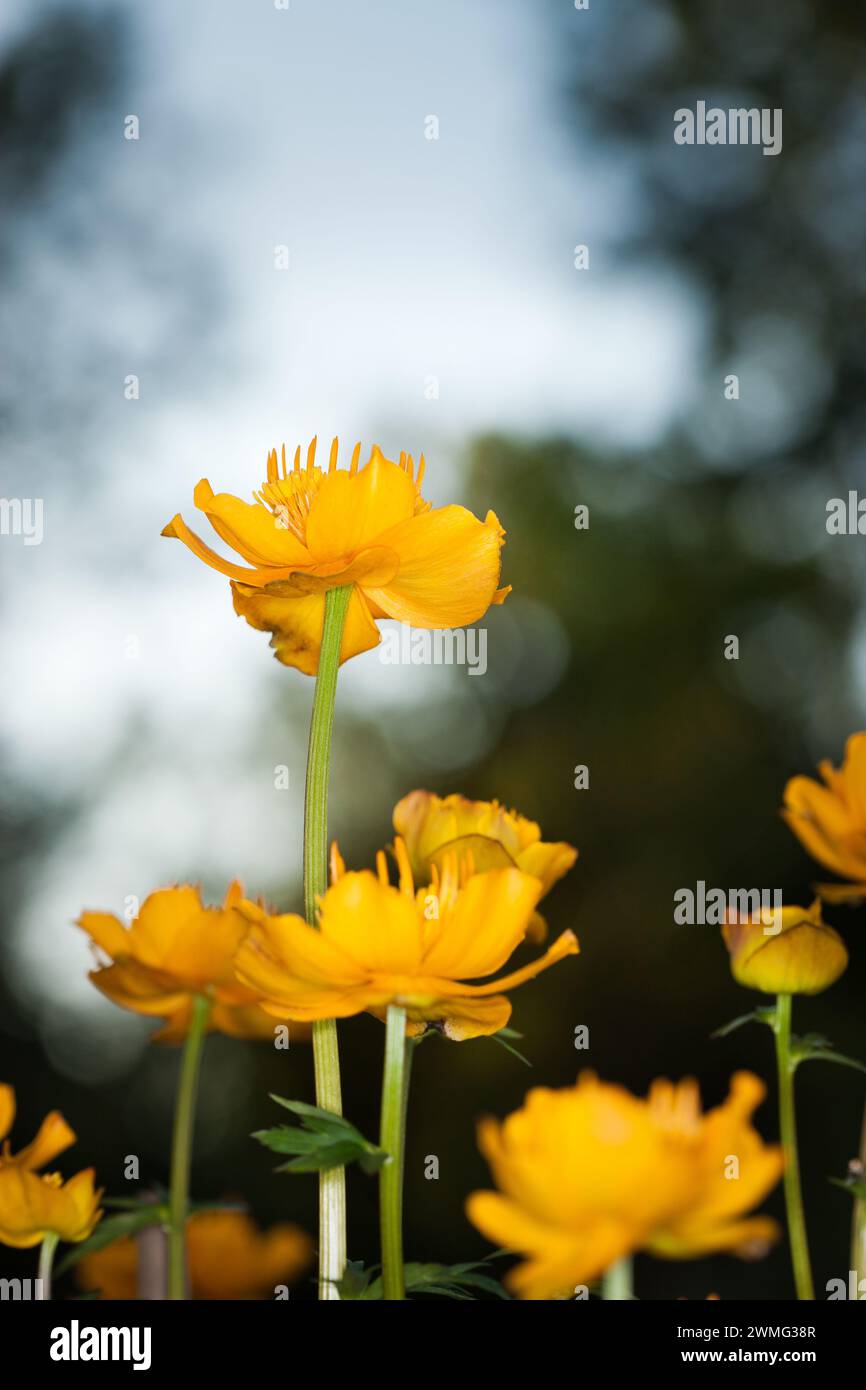 Eine Gruppe von gelben Blumen Stockfoto