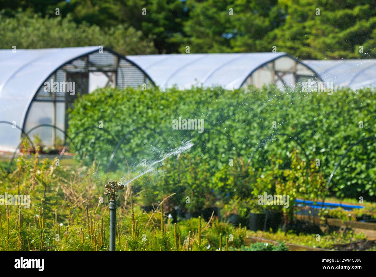 Ein Sprinkler, der Wasser in einem Garten sprüht Stockfoto