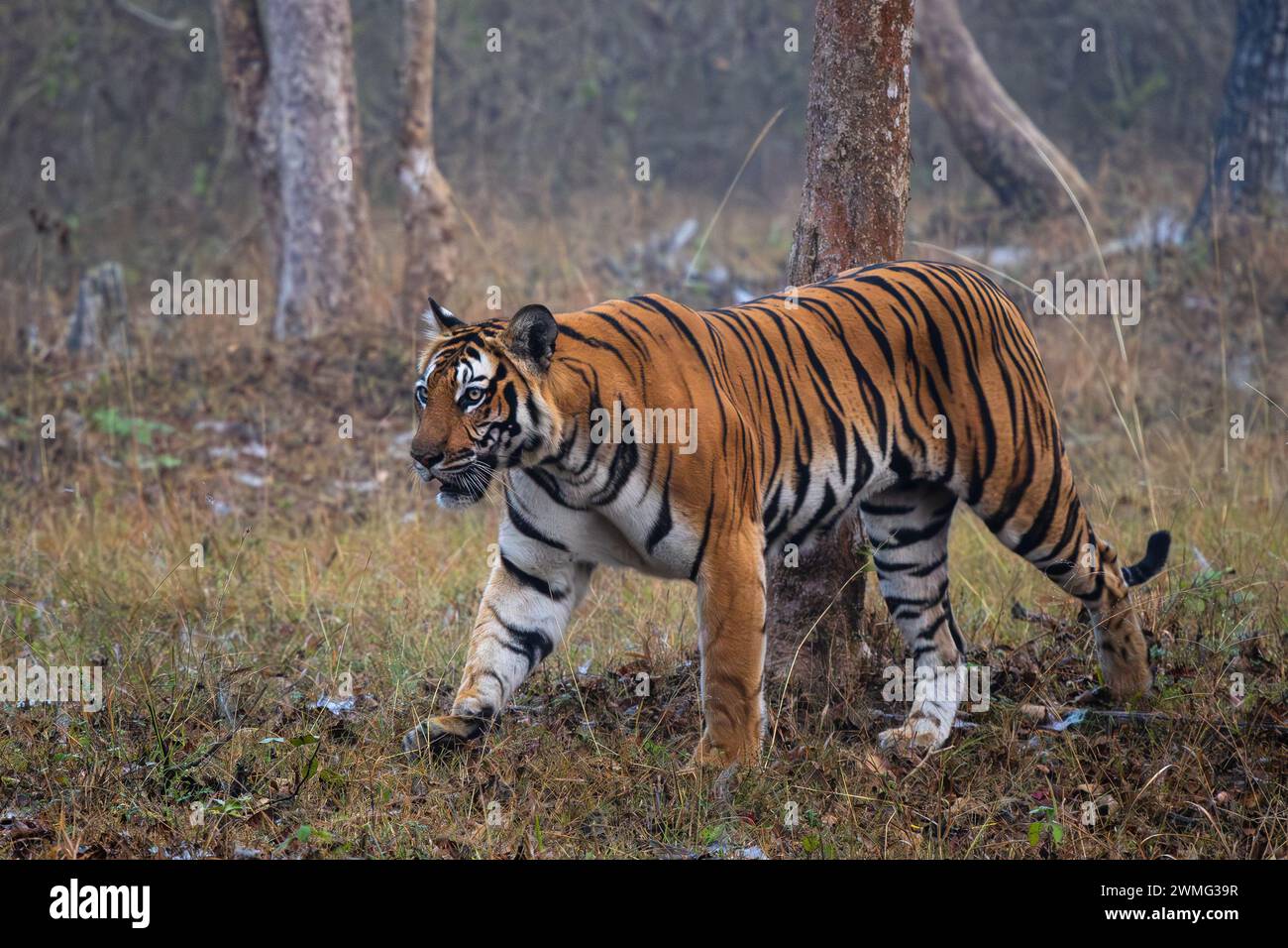 Bengalischer Tiger - Panthera Tigris tigris, schöne farbige große Katze aus südasiatischen Wäldern und Wäldern, Nagarahole Tiger Reserve, Indien. Stockfoto