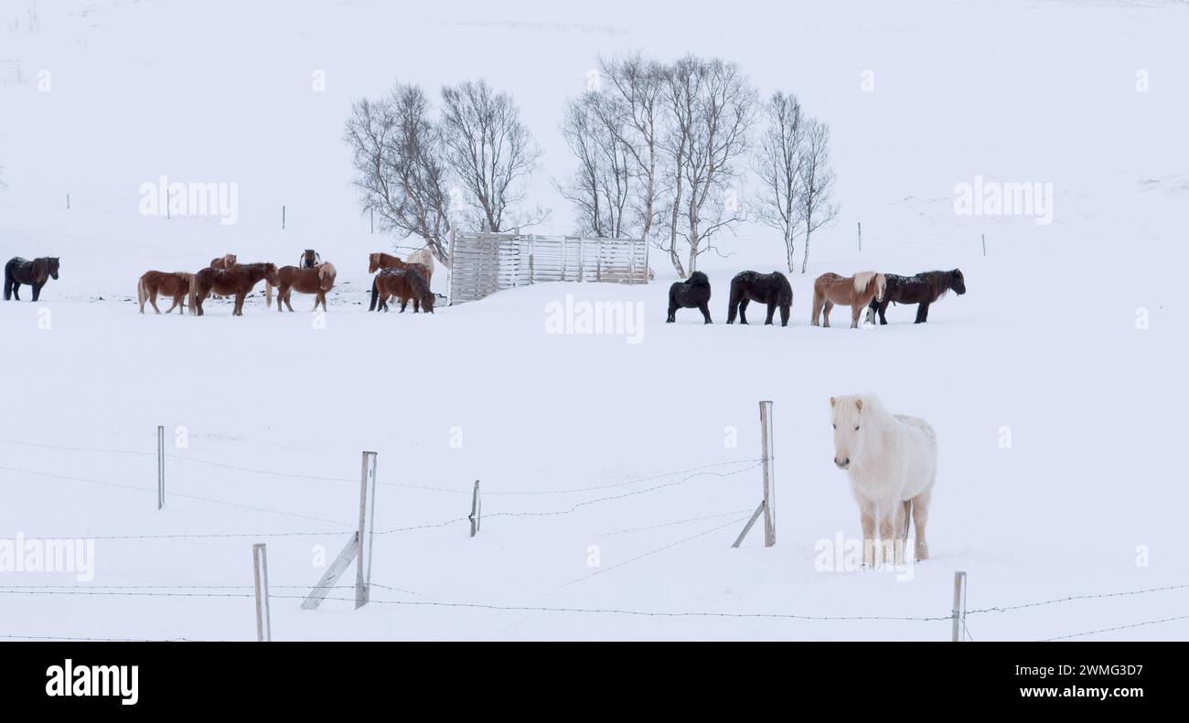 Eine Gruppe Pferde auf einem verschneiten Feld Stockfoto
