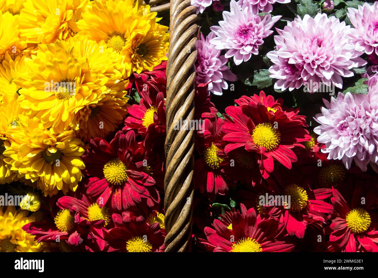 Blick von oben auf verschiedene Sorten und Hybriden von bunten Chrysanthemen-Blüten in einem Korb. Stockfoto Blick von oben auf verschiedene Sorten und Hybriden von bunten Chrysanthemen-Blüten in einem Korb. Stockfoto