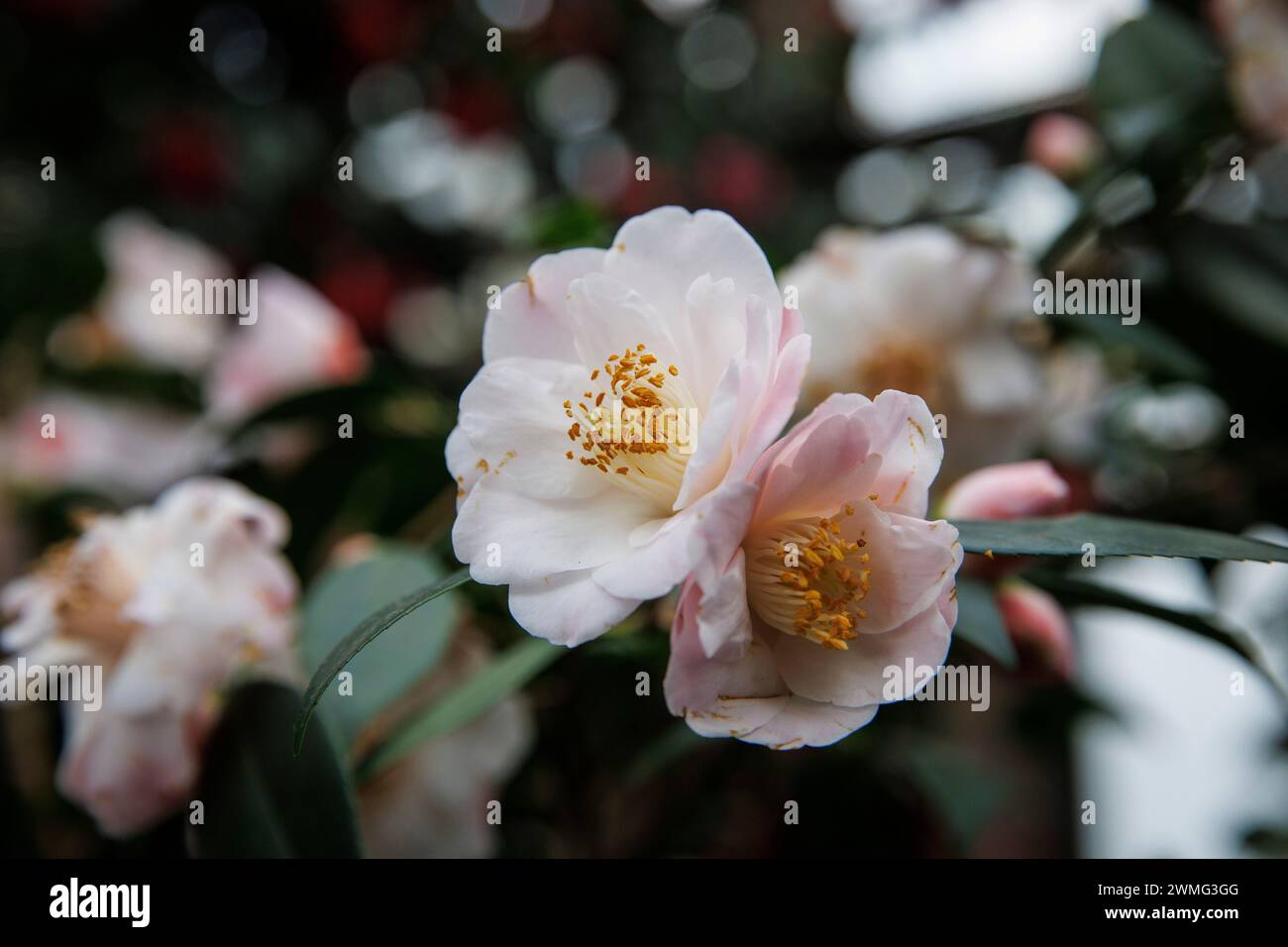 kamelienblüten. Kamelienblueten (Kamelien). Stockfoto