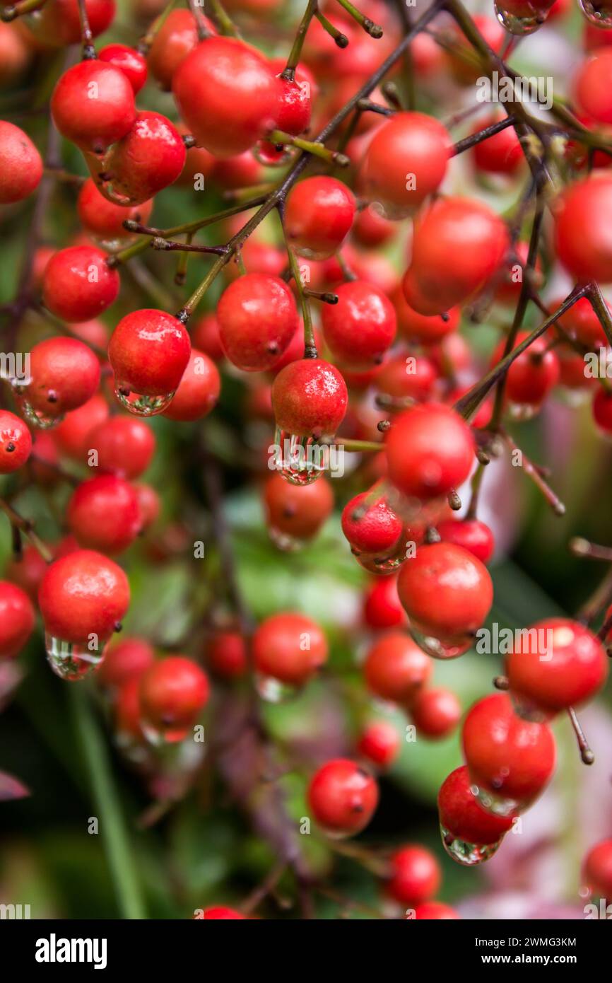 Die roten Beeren eines Stechpalme Bambus, bedeckt mit Wassertropfen nach einem kleinen Regenschauer. Stockfoto